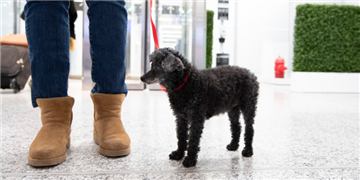 a dog standing next to a person