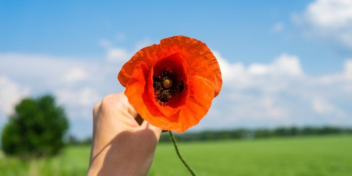 a hand holding a flower