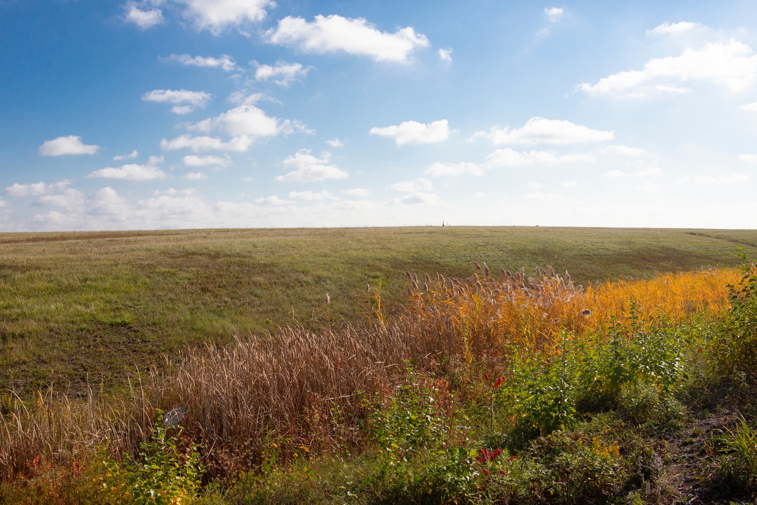 a field of yellow flowers