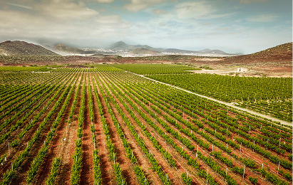 Vin infusé au volcan