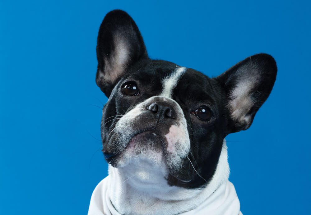 Daisey, Toronto Pearson therapy dog