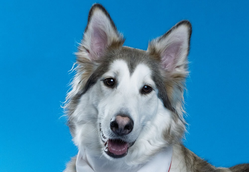 Ghost, Toronto Pearson therapy dog