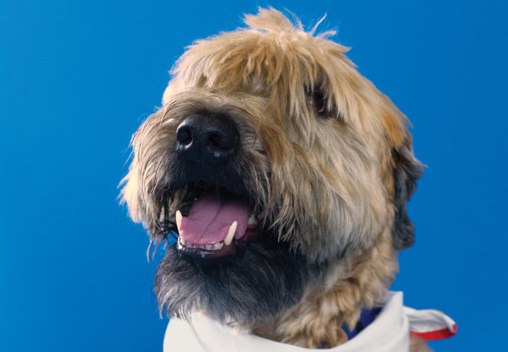 Ringo Starr, Toronto Pearson therapy dog